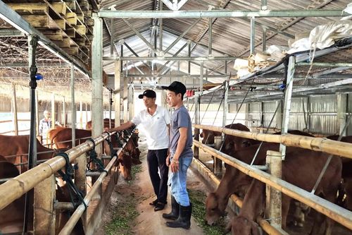 Nuôi bò cỏ trên đất gò đồi