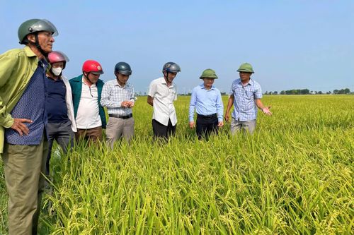 Quảng Ninh: Chủ động các phương án sản xuất vụ hè-thu