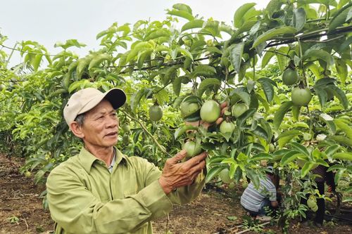 Người cán bộ Hội Nông dân tận tụy trên vùng đất bazan