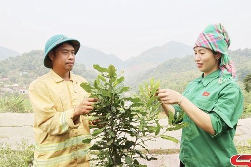 Phát huy vai trò của Hội Nông dân trong phát triển kinh tế