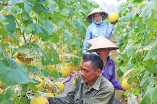 Kinh tế tuần hoàn và ESG: Hai 'bánh răng' giúp HTX quay guồng tăng trưởng xanh