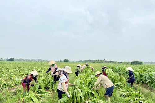 Nông dân Hải phòng rộn ràng mùa thuốc lào