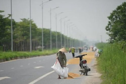 Nguy cơ TNGT từ việc phơi thóc lúa trên đường