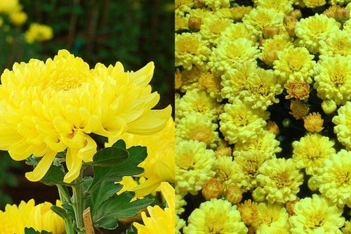 Những loài hoa thu hút năng lượng tích cực, mang lại may mắn, giảm căng thẳng hiệu quả