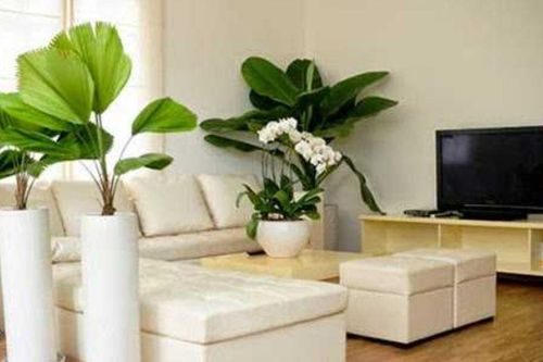 Phòng khách – phòng ngủ – bếp: Trồng cây gì để vừa đẹp vừa hợp không gian?
