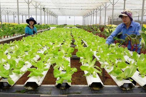 Bộ Tài chính đề xuất phân định rõ hai loại hình tổ hợp tác