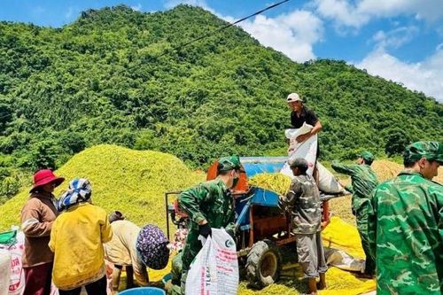 Quảng Trị: Bộ đội Biên phòng giúp Nhân dân thu hoạch lúa Đông - Xuân năm 2026