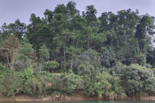 Quảng Trị: Triển khai các giải pháp thích ứng với Quy định chống mất rừng và suy thoái rừng của Liên minh châu Âu