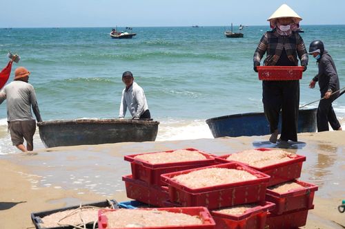 Ruốc xuất hiện dày đặc, ngư dân Đà Nẵng 'bỏ túi' bạc triệu sau vài giờ vươn khơi