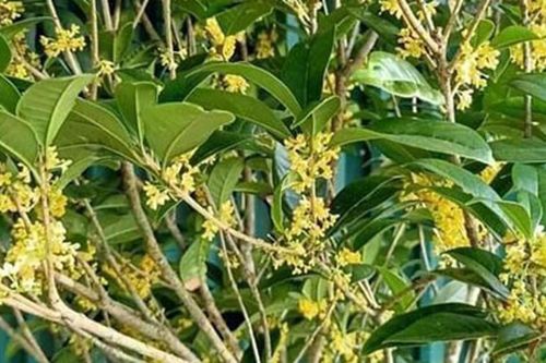 Loài cây quý như vàng, hút tài lộc, bình an, gọi may mắn về nhà