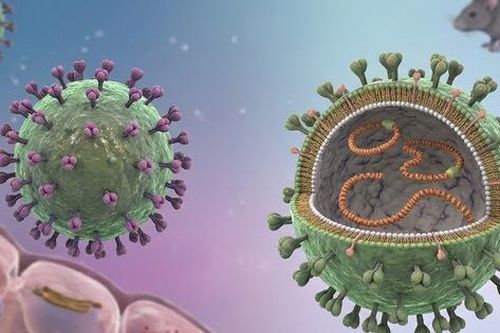 Bộ Y tế khuyến cáo phòng bệnh sau chùm ca nhiễm virus Hanta trên tàu du lịch quốc tế