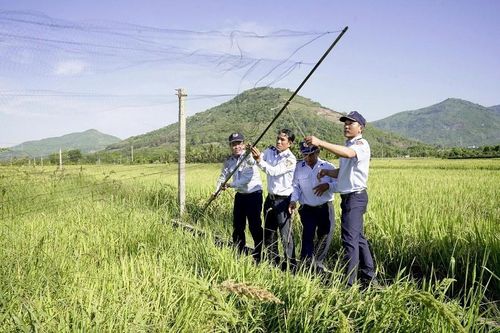 Khánh Hòa: Kiến nghị đưa chim yến vào danh mục 'Động vật cần bảo tồn'