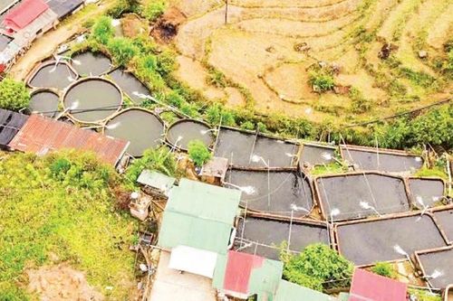 Phát triển bền vững nghề nuôi cá nước lạnh