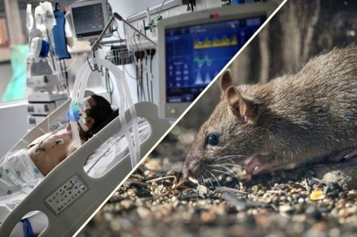 [Video] WHO cảnh báo tăng ca nhiễm virus Hanta sau ổ dịch trên du thuyền