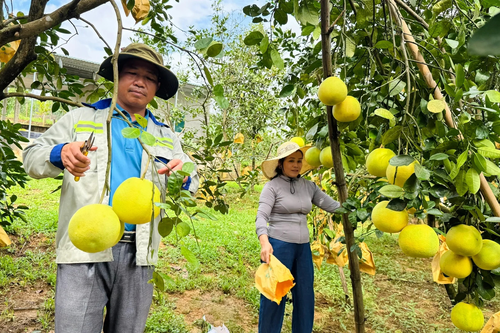 Công bố Nghị định thư xuất khẩu bưởi, chanh sang Trung Quốc