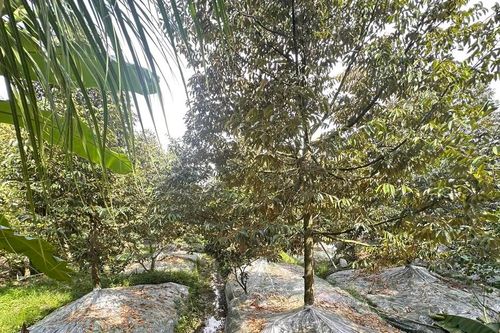 Đồng Tháp triển khai mô hình canh tác sầu riêng kiểm soát cadimi
