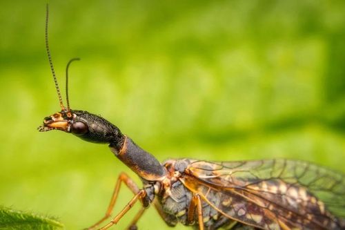 Sinh vật cổ dài được ví như 'hóa thạch sống' kỳ lạ của thế giới côn trùng