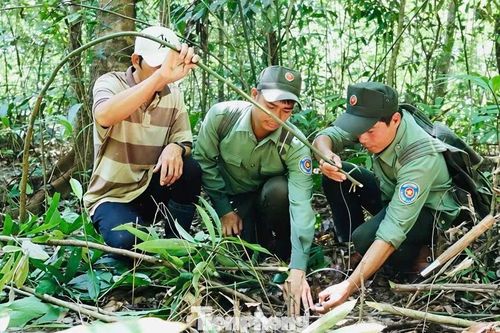 Bóc gỡ 'ma trận' bẫy thú trong rừng Chư Mom Ray