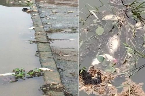 Công an làm rõ vụ cá tự nhiên ở khe nước chết bất thường