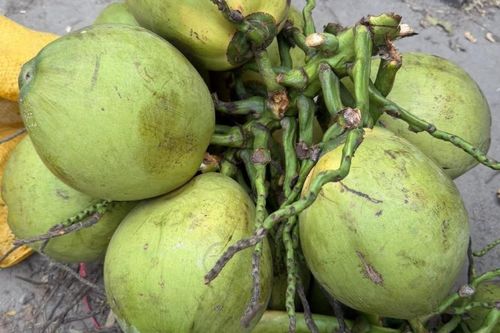 Mỗi ngày uống bao nhiêu nước dừa để không lo tăng cân?