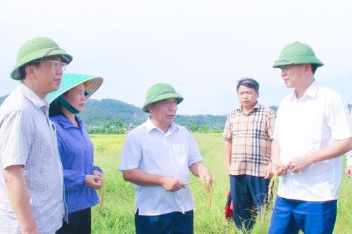Phó Chủ tịch UBND tỉnh Nguyễn Văn Đệ kiểm tra tiến độ thu hoạch lúa vụ Xuân 2026 tại các địa phương