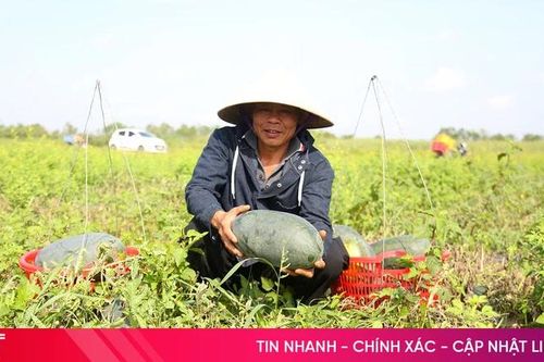 'Đội nắng' thu hoạch dưa hấu đầu mùa ở Nghi Xuân