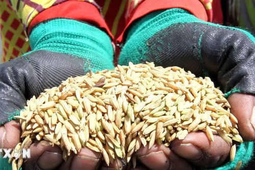 Indonesia ghi nhận lượng dự trữ gạo cao nhất lịch sử