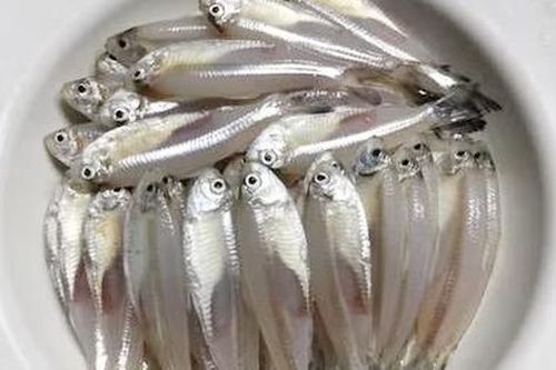 Loài cá có tên một loại hoa, với giá trị dinh dưỡng cao và tốt cho sức khỏe