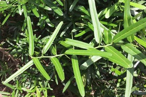Ngỡ là cây dại ven đường, ai ngờ phần rễ bán tới 10 triệu/kg, vẫn có người mua