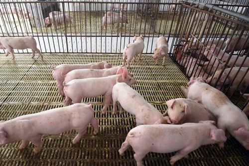 Hàng nghìn tỷ 'tài sản sinh học' lộ diện trên báo cáo tài chính doanh nghiệp