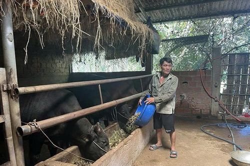 Chế biến thức ăn chăn nuôi từ phụ phẩm trồng trọt