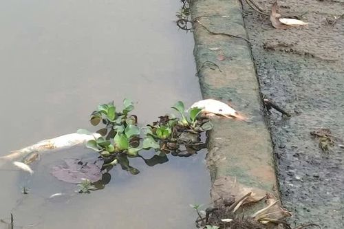 Điều tra nguyên nhân cá, vịt chết không rõ nguyên nhân tại xã Xuân Du