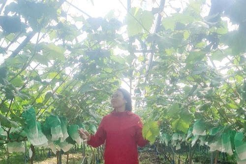 Những vườn nho 'đánh thức' đất quê