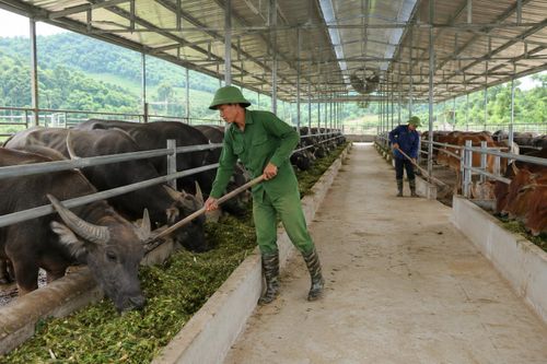 Phát triển chăn nuôi gia súc tập trung, có kiểm soát