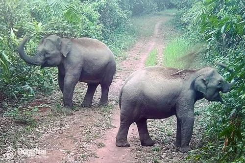 Xây dựng kế hoạch bảo tồn voi và động vật hoang dã quý hiếm