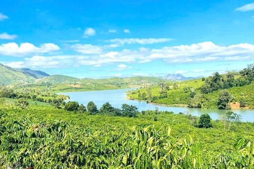 Đak Mong chuyển mình nhờ thay đổi tư duy canh tác cà phê