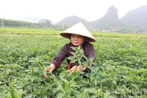 Vững liên kết nhờ Chữ Tình