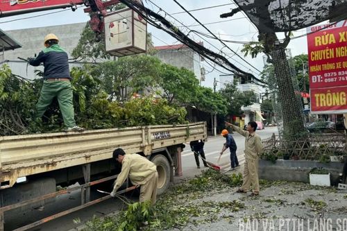 Để cây xanh an toàn trước bão