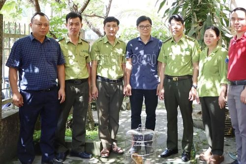 Tiếp nhận cá thể cu li nhỏ để chăm sóc, cứu hộ