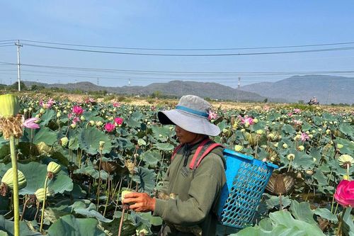 Ðông Nam Lâm Ðồng rộ thu hoạch sen chính vụ