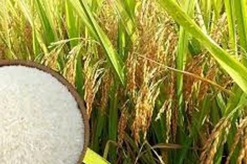 Giá lúa gạo ngày 14/5: Lúa tươi tăng nhẹ, gạo xuất khẩu Việt Nam duy trì ưu thế giá cao