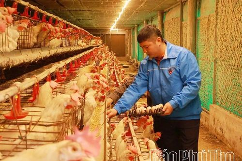 Nâng tầm thương hiệu trứng gà OCOP Ninh Điệp