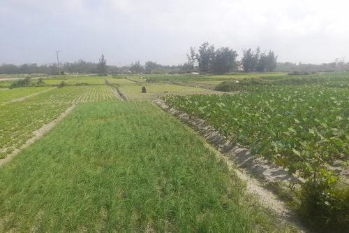 Đánh thức vùng cát trắng