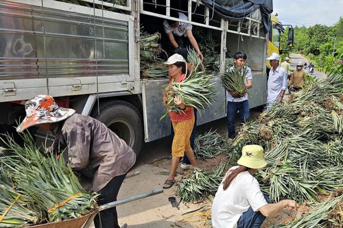 Triển khai mô hình trồng dứa mật xen canh