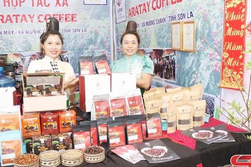 'Vàng xanh' trên những vùng đồi Mường Chanh