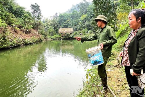 Trao sinh kế từ mô hình nuôi cá cộng đồng