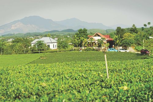 Dấu trà trên đất Thái