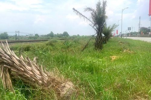Sẽ hoàn tất trồng mới gần 100 cây chà là chết khô dọc tuyến Quốc lộ 1 trước ngày 30/7