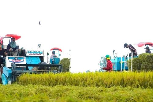 Cần Thơ tiên phong số hóa đánh giá lúa phát thải thấp, xây dựng thương hiệu 'Gạo Việt xanh'