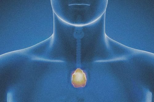 Nghiên cứu mới: Cơ quan bí ẩn nhất của cơ thể có thể là chìa khóa cho tuổi thọ và ung thư